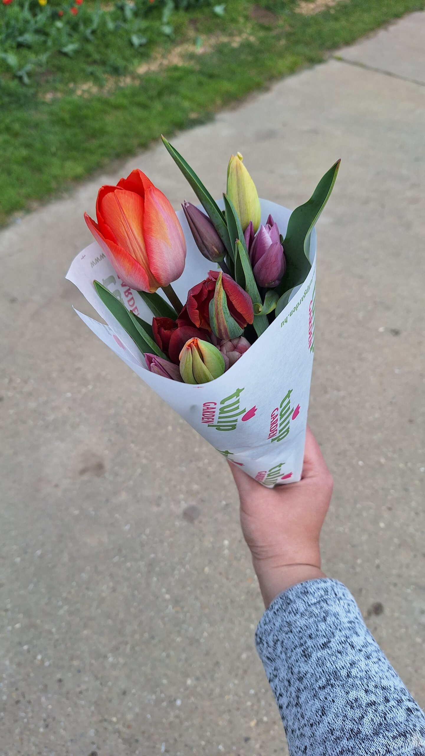 Frissen szedett tulipáncsokor Tulip Garden csomagolásban