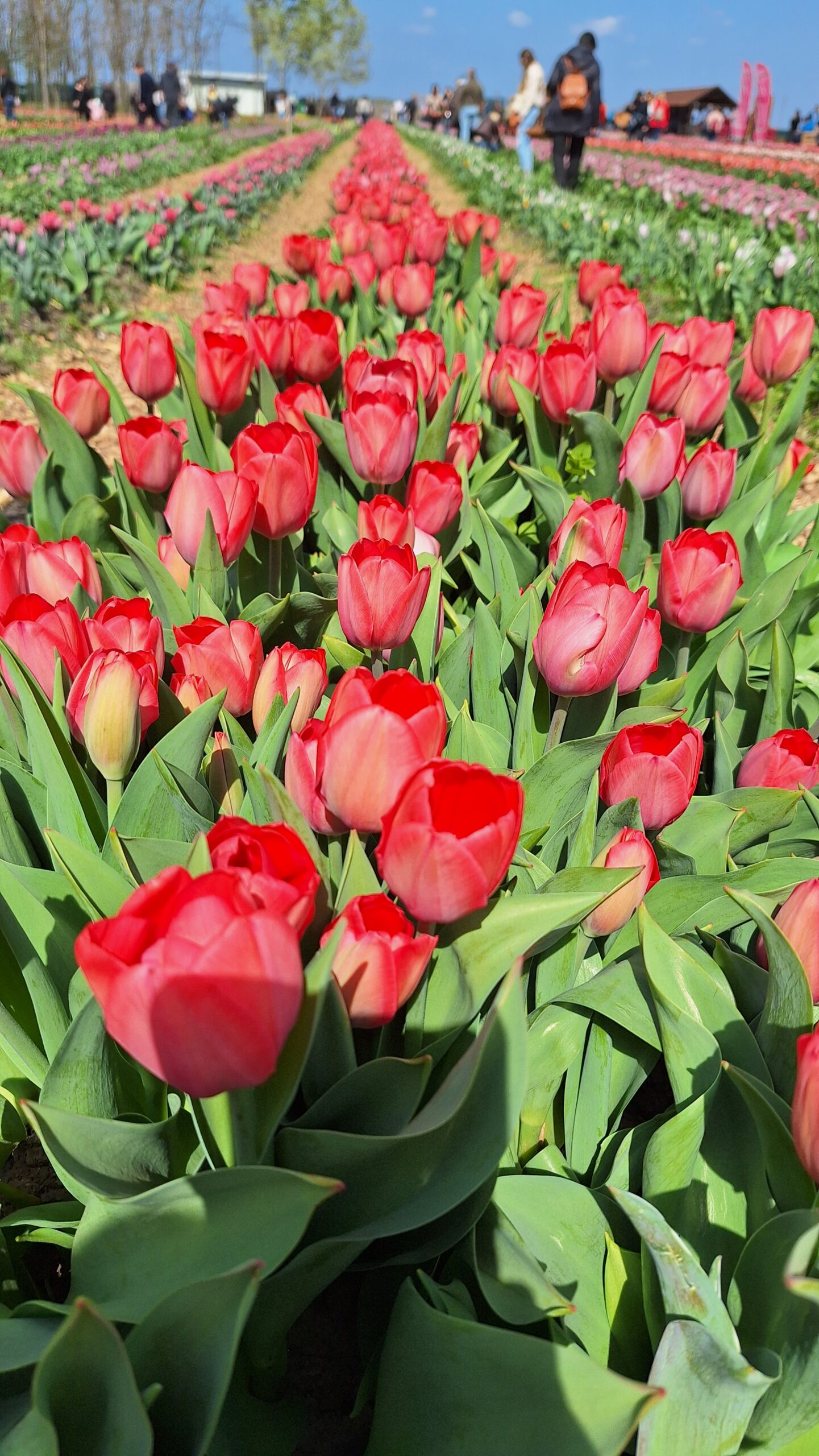 Végtelen piros tulipánmező