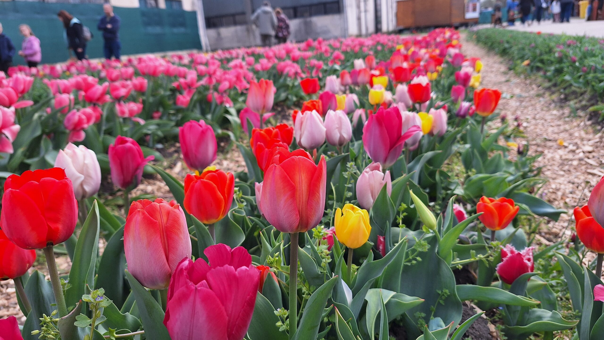 Színes tulipánmező a TulipGarden Tisza-tónál