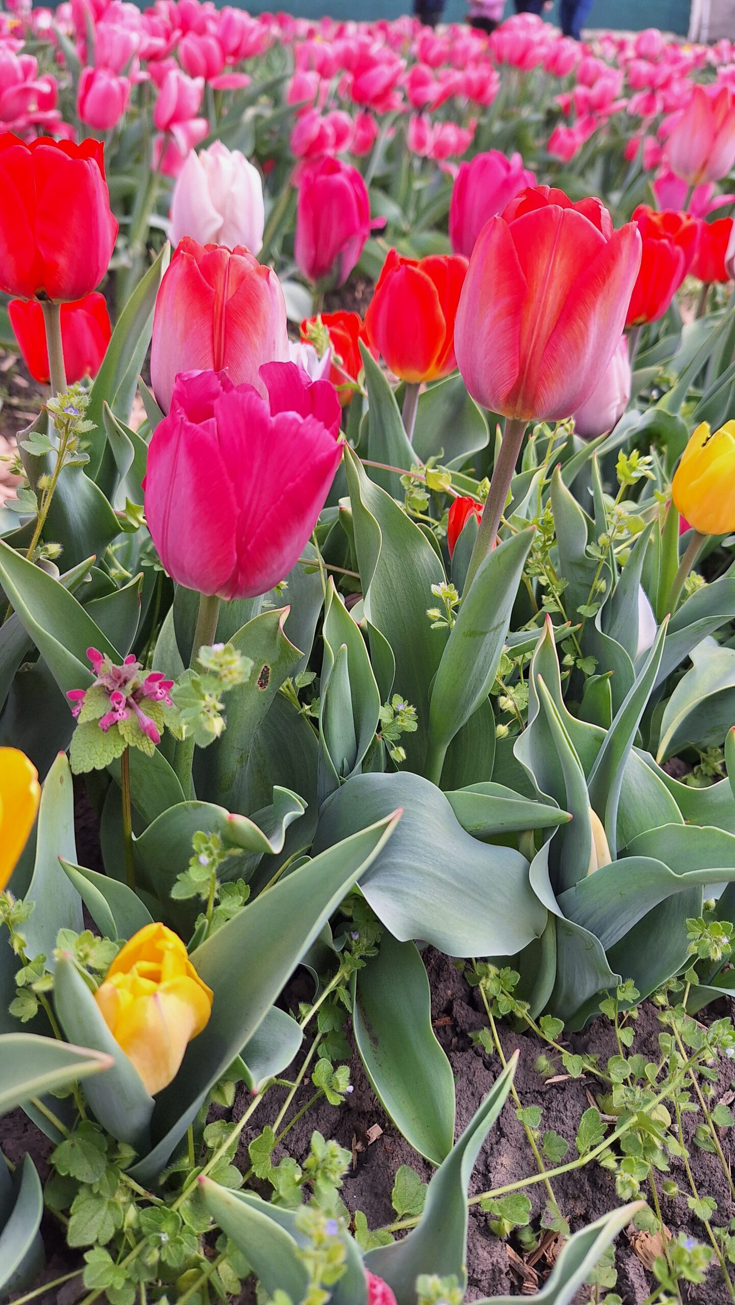 Színpompás tulipánok közelről